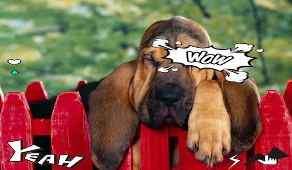 三角洲改版前寻血猎犬(三角洲改版前寻血猎犬的详细技能) 三角洲改版前寻血猎犬(三角洲改版前寻血猎犬的详细技能)