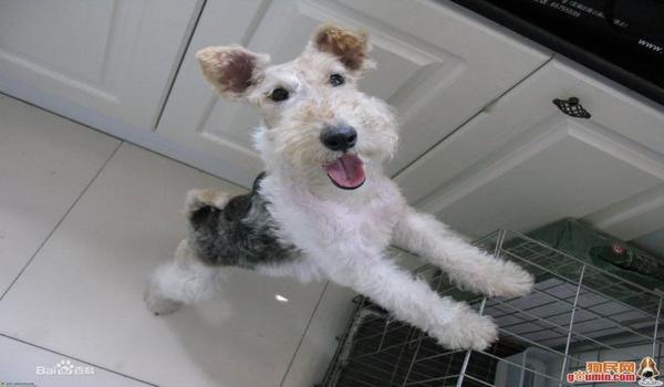 三角洲寻血猎犬的名字搜不到(能帮我直接找到这个名字吗?) 三角洲寻血猎犬的名字搜不到(能帮我直接找到这个名字吗?)